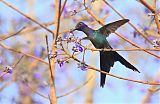 Swallow-tailed Hummingbirdborder=